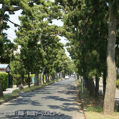 東海道松並木