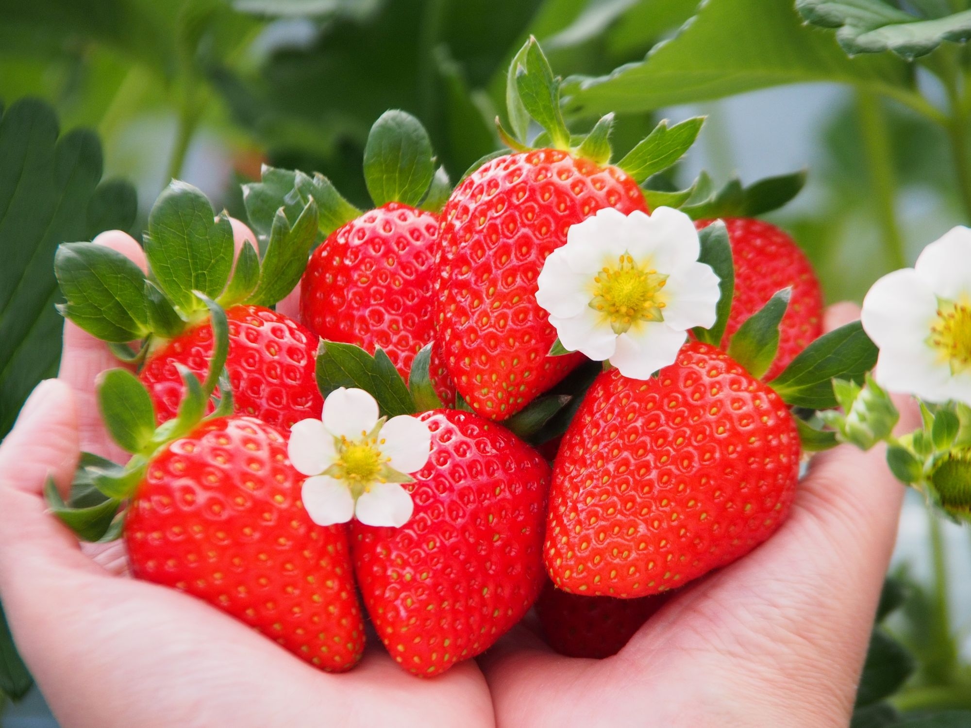 【期間限定】完熟いちご狩りと人気の朝食付プラン