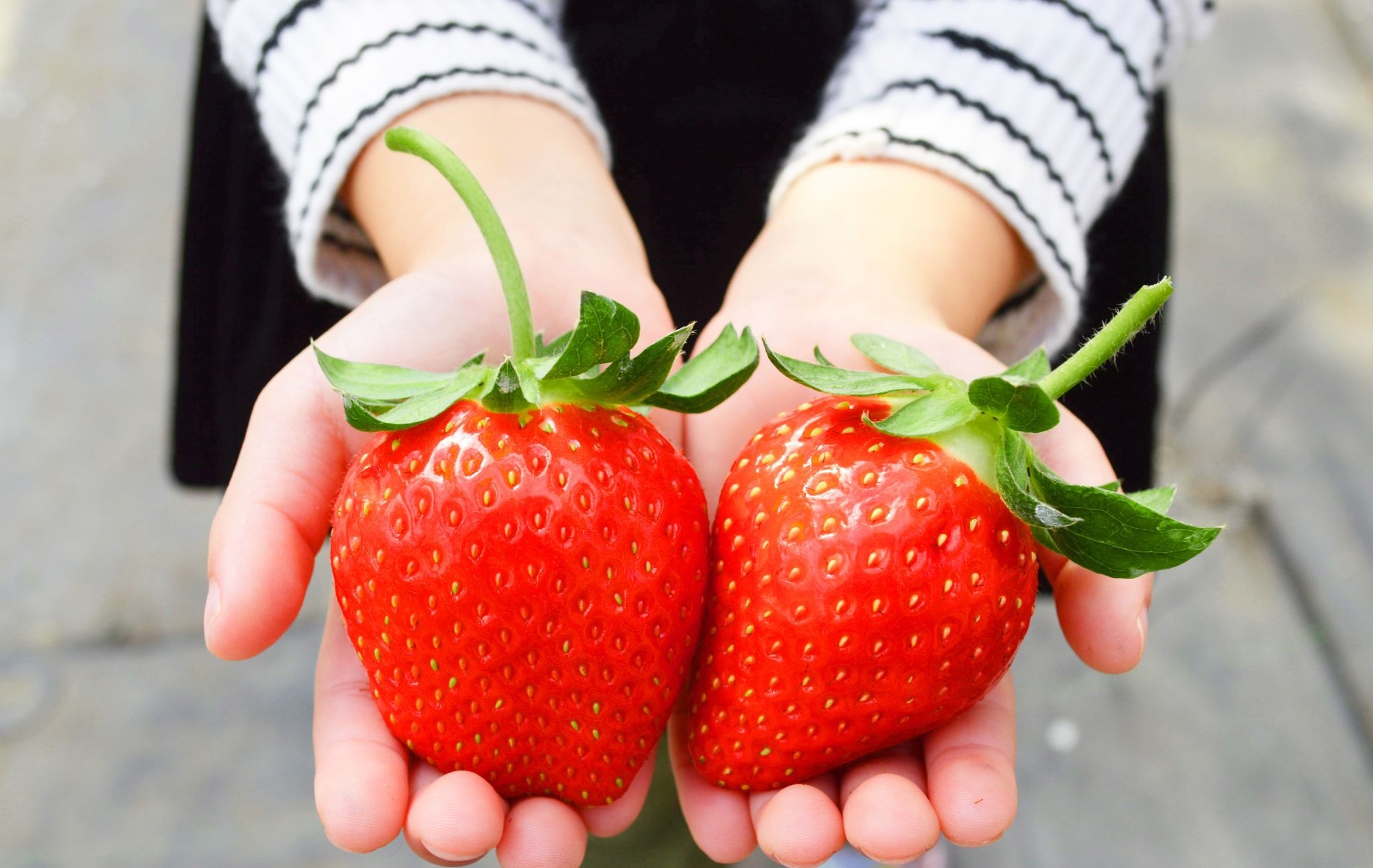 【期間限定】完熟いちご狩りと人気の朝食付プラン