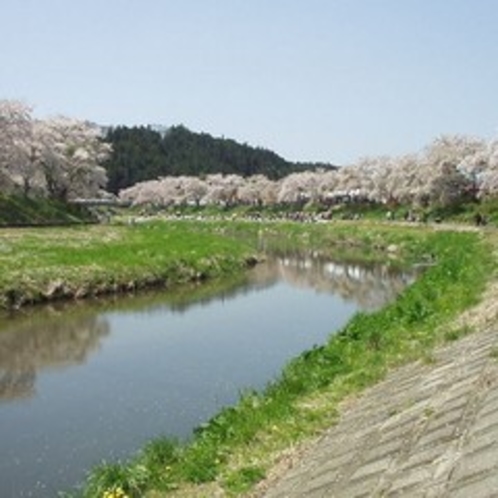 夏井川堤防のソメイヨシノ