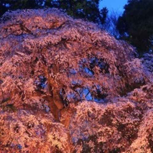 三島八幡神社のシダレザクラ