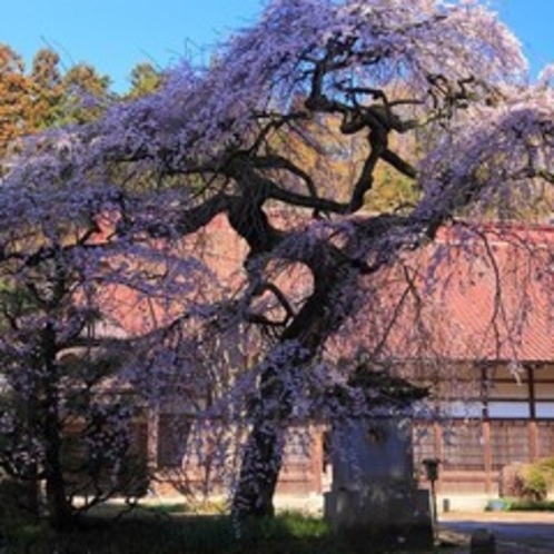 楞厳寺のシダレザクラ