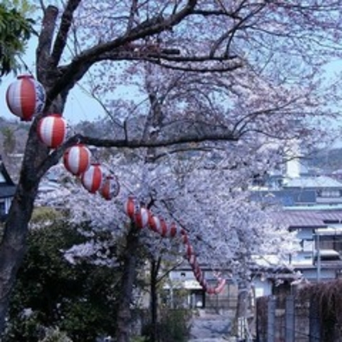 観音山公園のソメイヨシノ