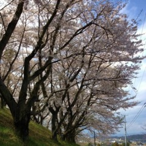 県立翠の杜高校の桜並木