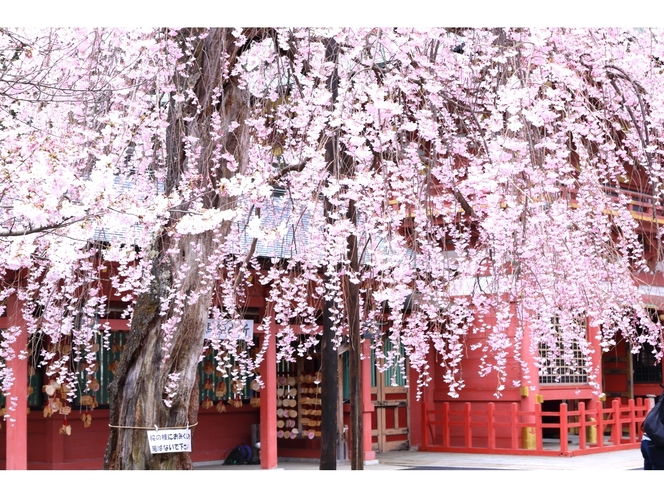 塩釜神社　天然記念　桜