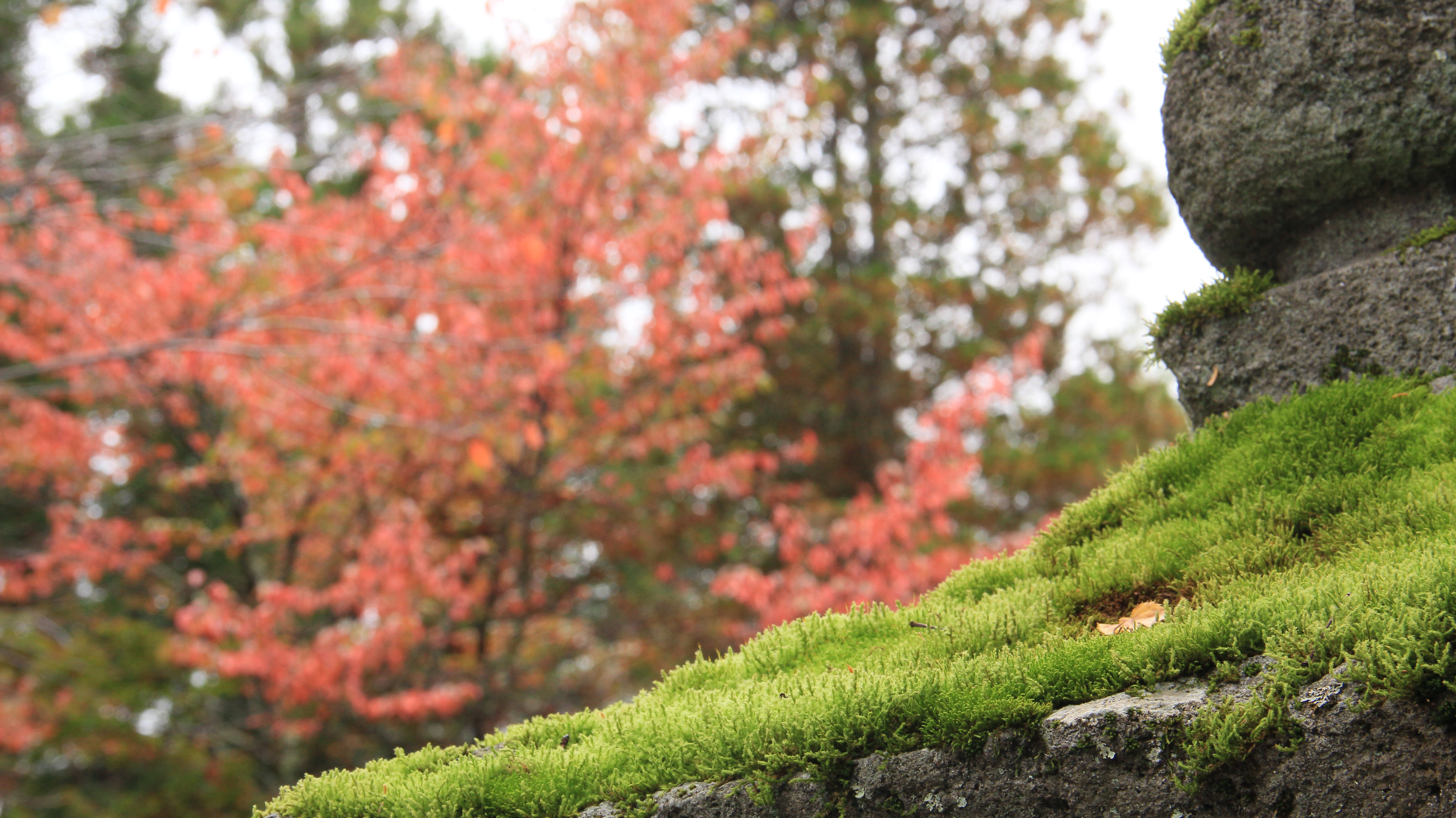 平湯秋の風景です