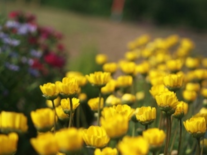 英国貴族のお花達