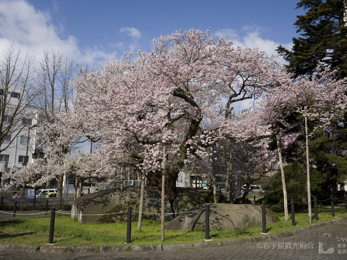 盛岡駅から徒歩で20分　国の天然記念物に指定「石割桜」（盛岡）