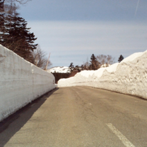 春に出現するスカイライン雪の回廊（冬季閉鎖）