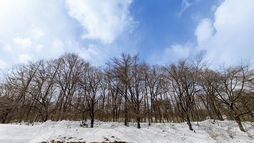 冬の蔵王の森
