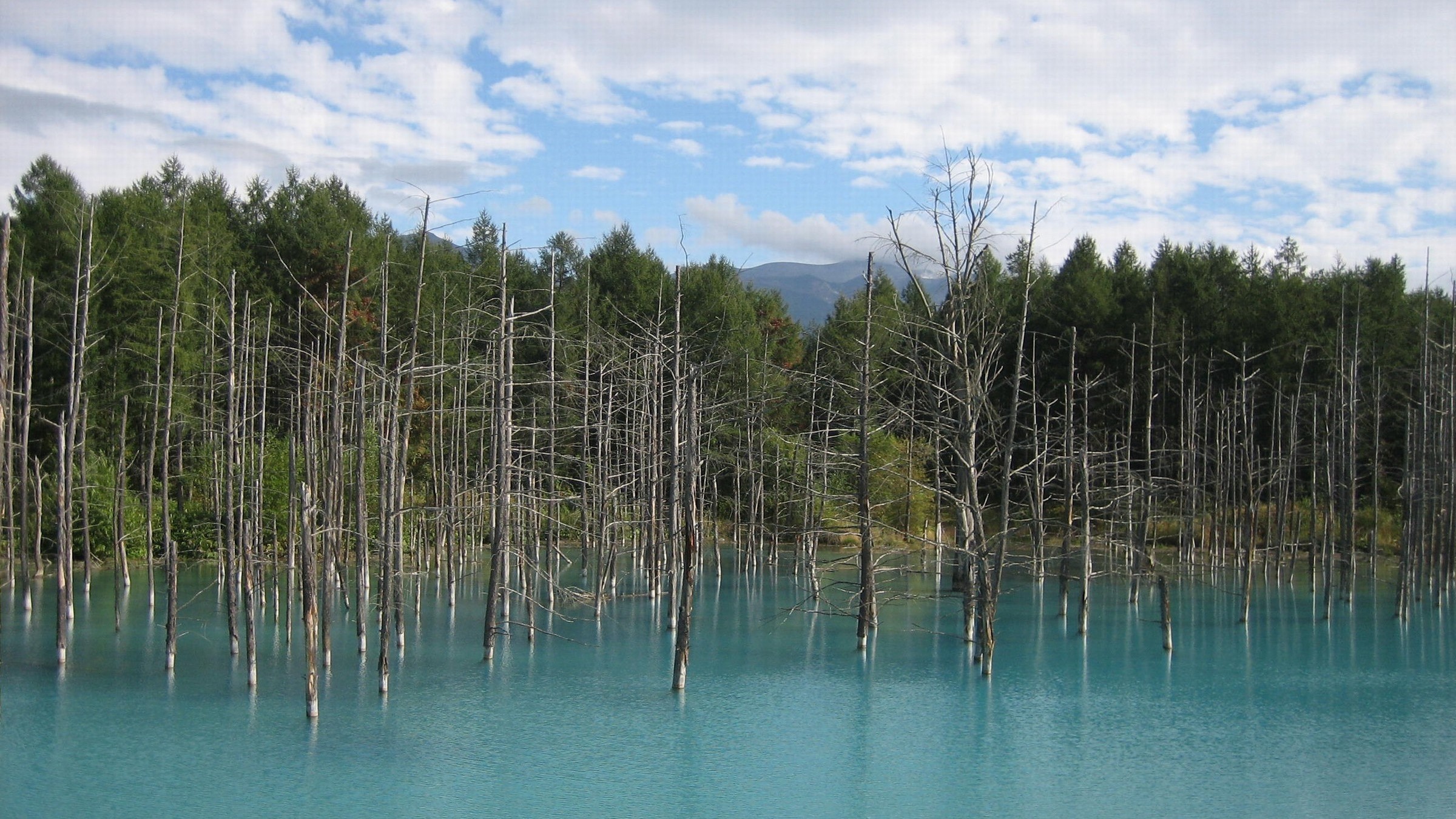 美瑛◆青い池は当館より車で約1時間。不思議な程に青い池は、目で見ると更に感動的です。