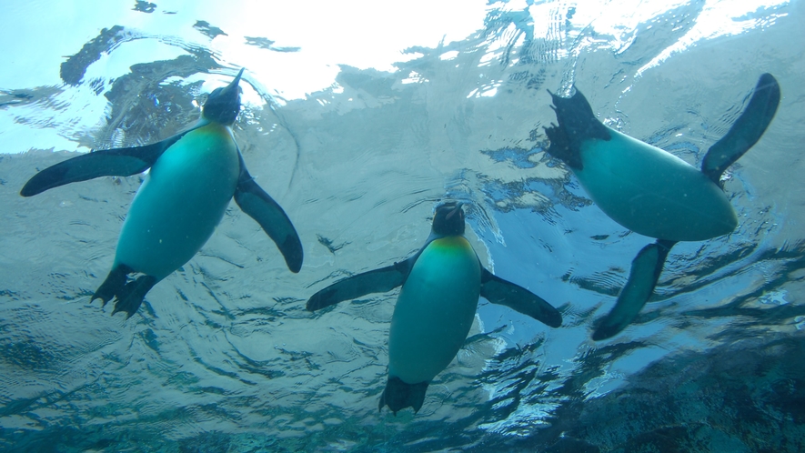 旭山動物園◆当館より車で約50分。水中トンネルでペンギンの泳ぎ姿を観察！