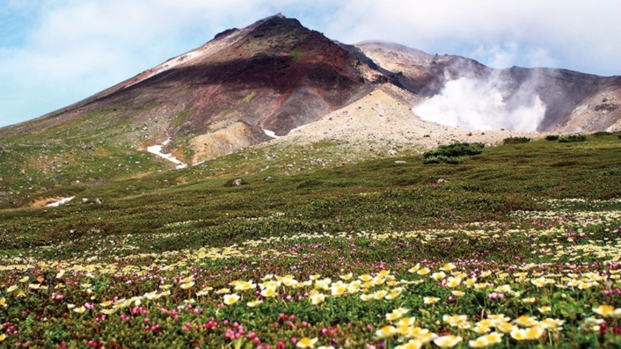 旭岳◆夏には色とりどりの高山植物を見られます。是非散策路を歩いてみては？
