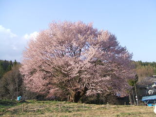 天王桜