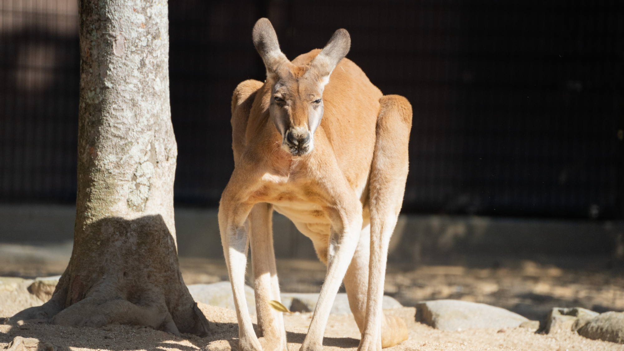 とべ動物園