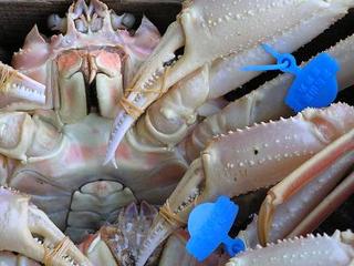 ★初せり津居山がに！！