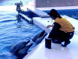 城崎マリンワールドイルカ 284