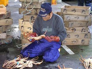 ★津居山がにを選別する漁師！！