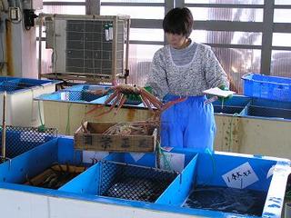 ★選別日本一の柴山がにを選別する女房！！