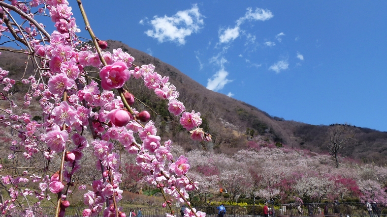 【2/4〜2/28限定】 梅花めぐり 〜春待ちの旅〜 湯河原梅林と河津桜、早春の彩りを訪ねて／2食付