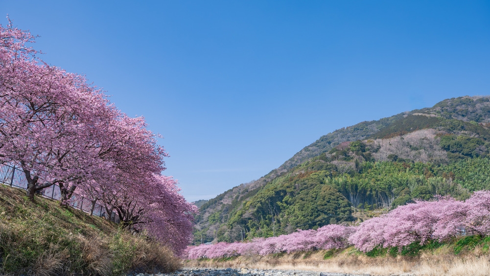 【2/4〜2/28限定】 梅花めぐり 〜春待ちの旅〜 湯河原梅林と河津桜、早春の彩りを訪ねて／2食付