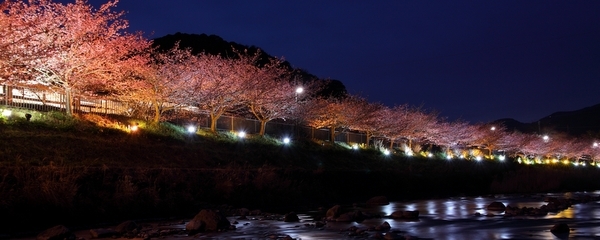 【2/6〜3/7限定】 奥湯河原梅花めぐり〜春待ちの旅〜湯河原梅林と河津桜、早春の彩りを訪ねて2食付