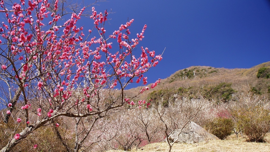 【2/6〜3/7限定】 奥湯河原梅花めぐり〜春待ちの旅〜湯河原梅林と河津桜、早春の彩りを訪ねて2食付