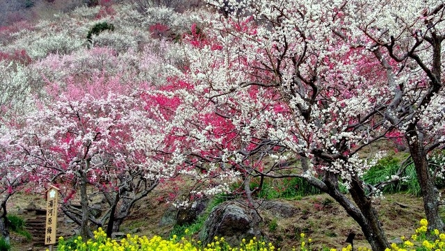 【2/4〜2/28限定】 梅花めぐり 〜春待ちの旅〜 湯河原梅林と河津桜、早春の彩りを訪ねて／2食付