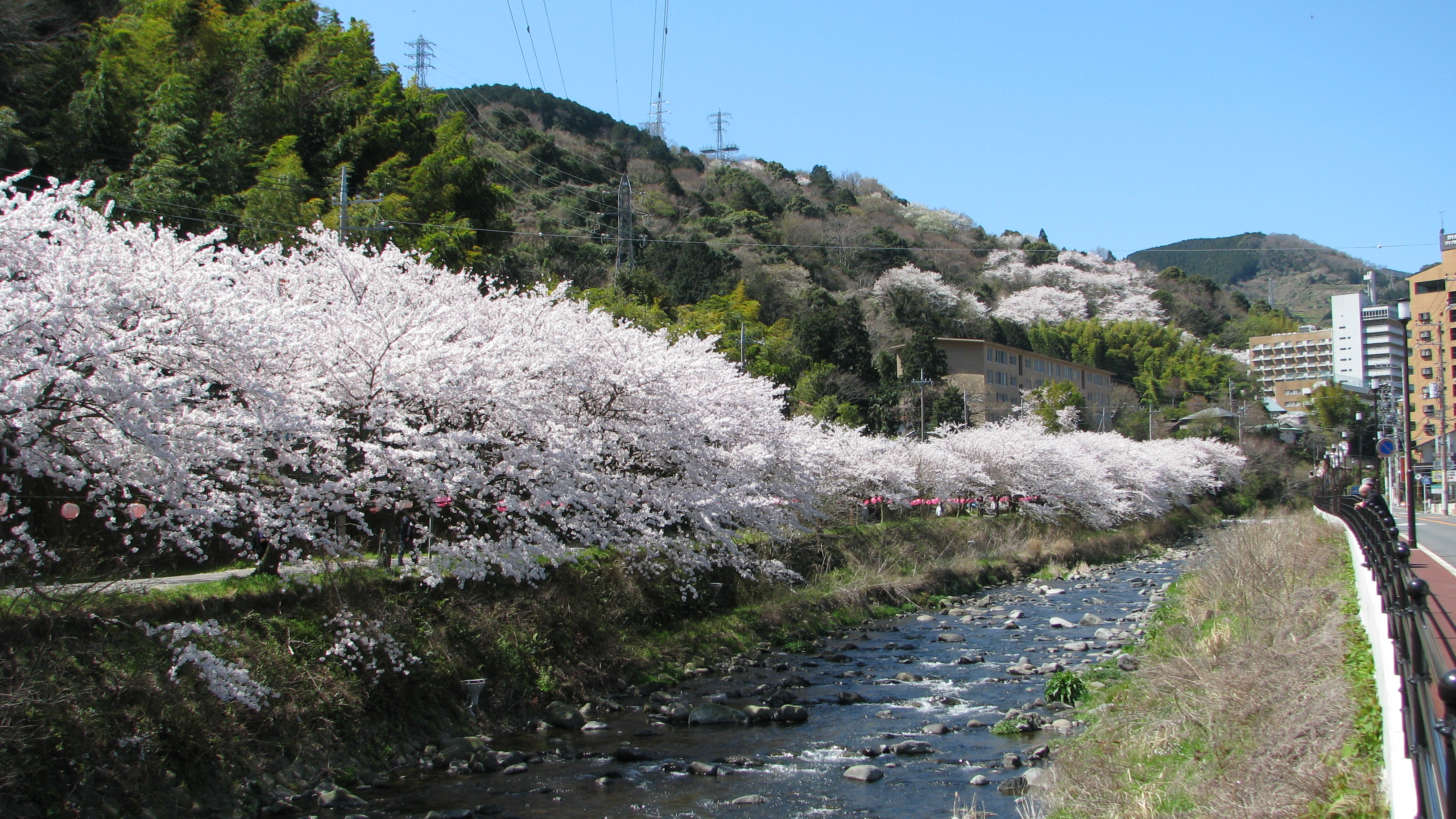 千歳川の桜