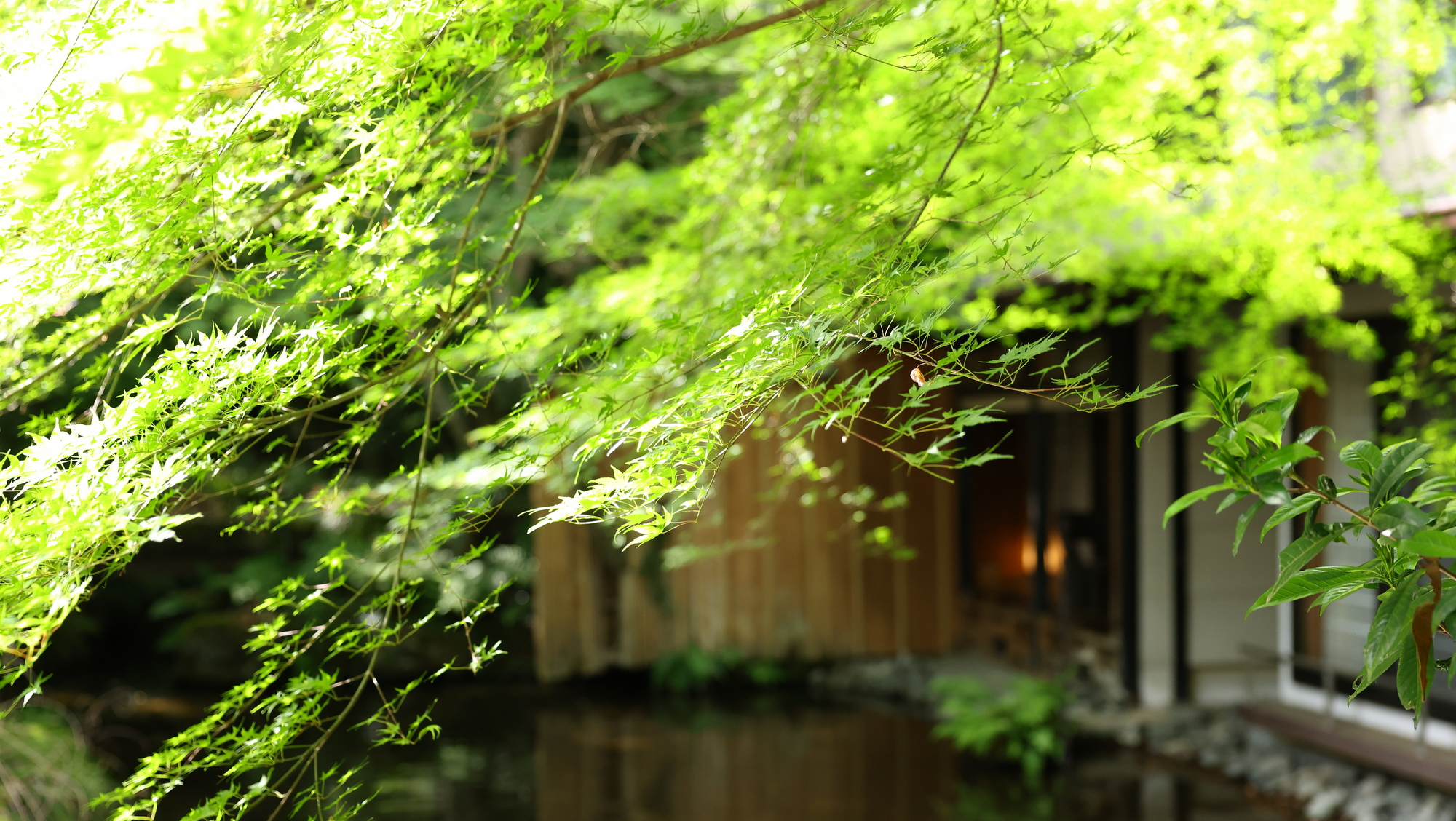 目に鮮やかな青紅葉と池庭を渡る風が心地よい夏