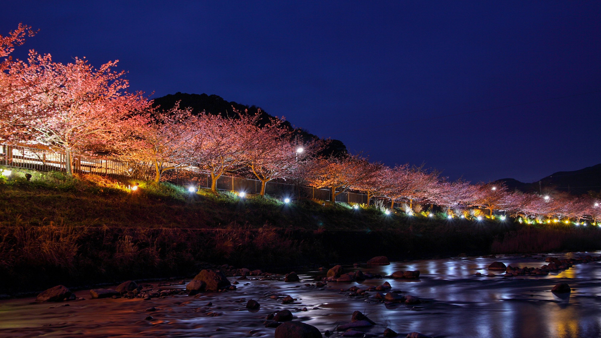 河津桜　夜