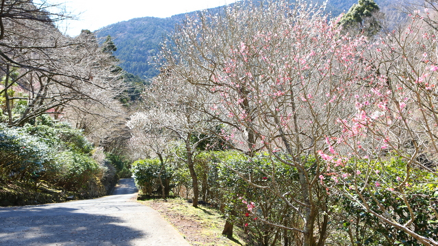 散策路　春