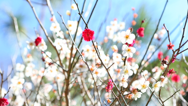 散策路　花