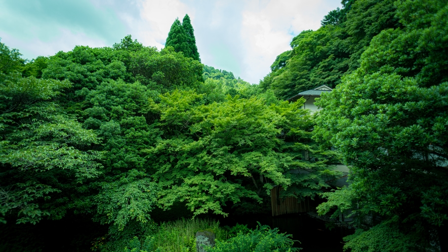 目前に広がる箱根外輪山