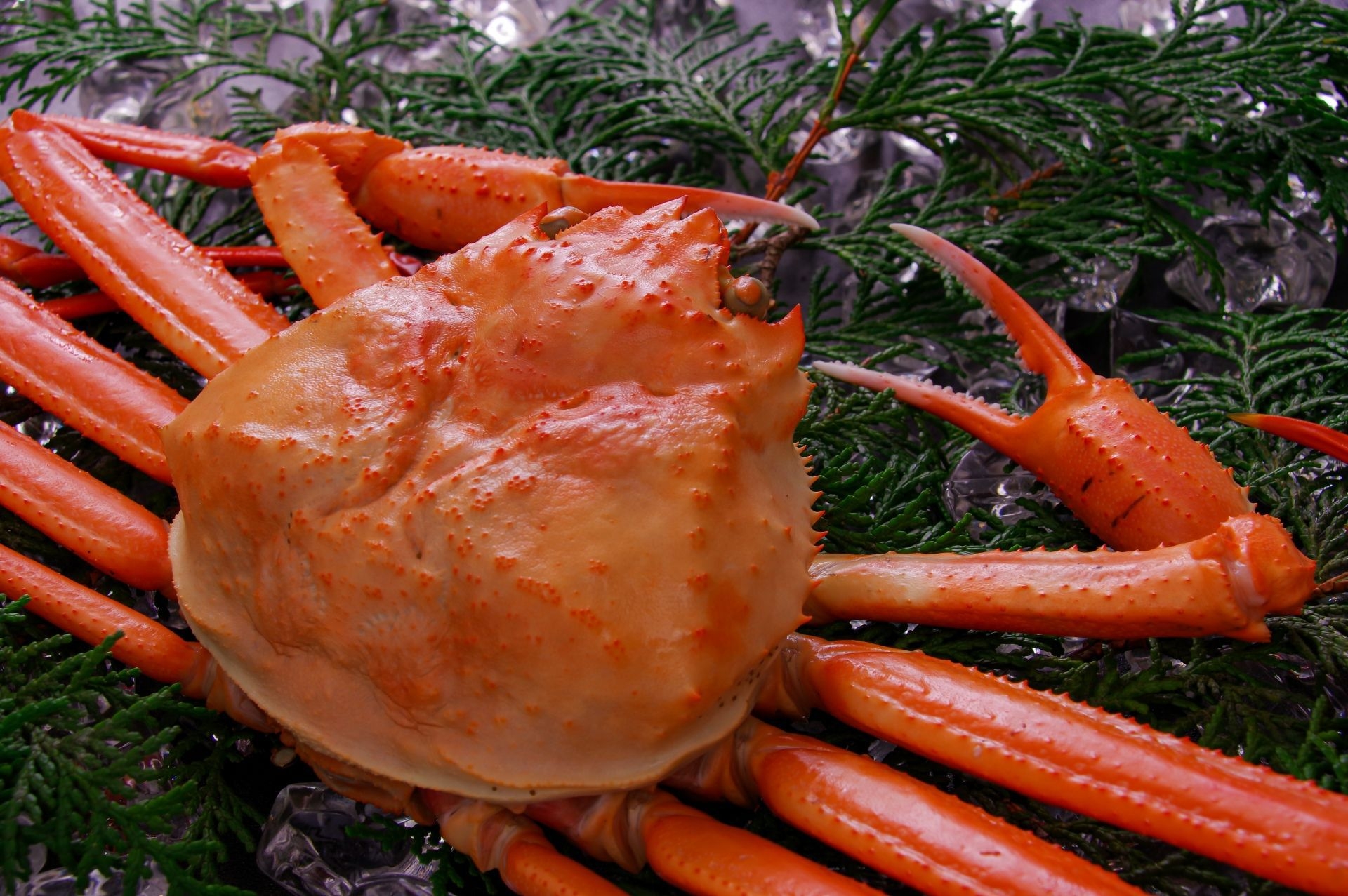 通常料金で茹でずわい蟹1杯無料（10000円相当）・雲海鍋＋茹でずわい蟹付