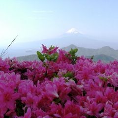 葛城山【つつじ】