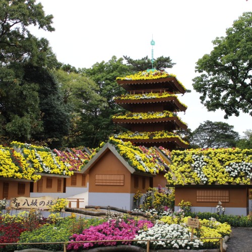 三島楽寿園「菊まつり」