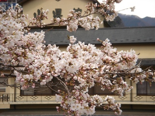 桜の花と山県館