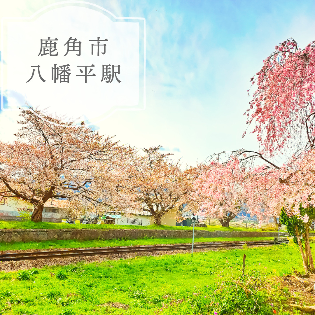 桜満開八幡平駅