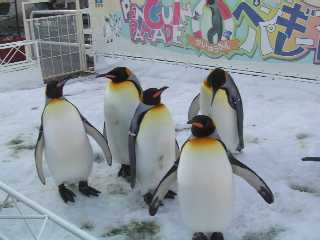 海遊館♪ペンギンたちパラダイス♪ペンギンたちのヨチヨチ歩きや飛ぶように泳ぐ姿をご覧ください。