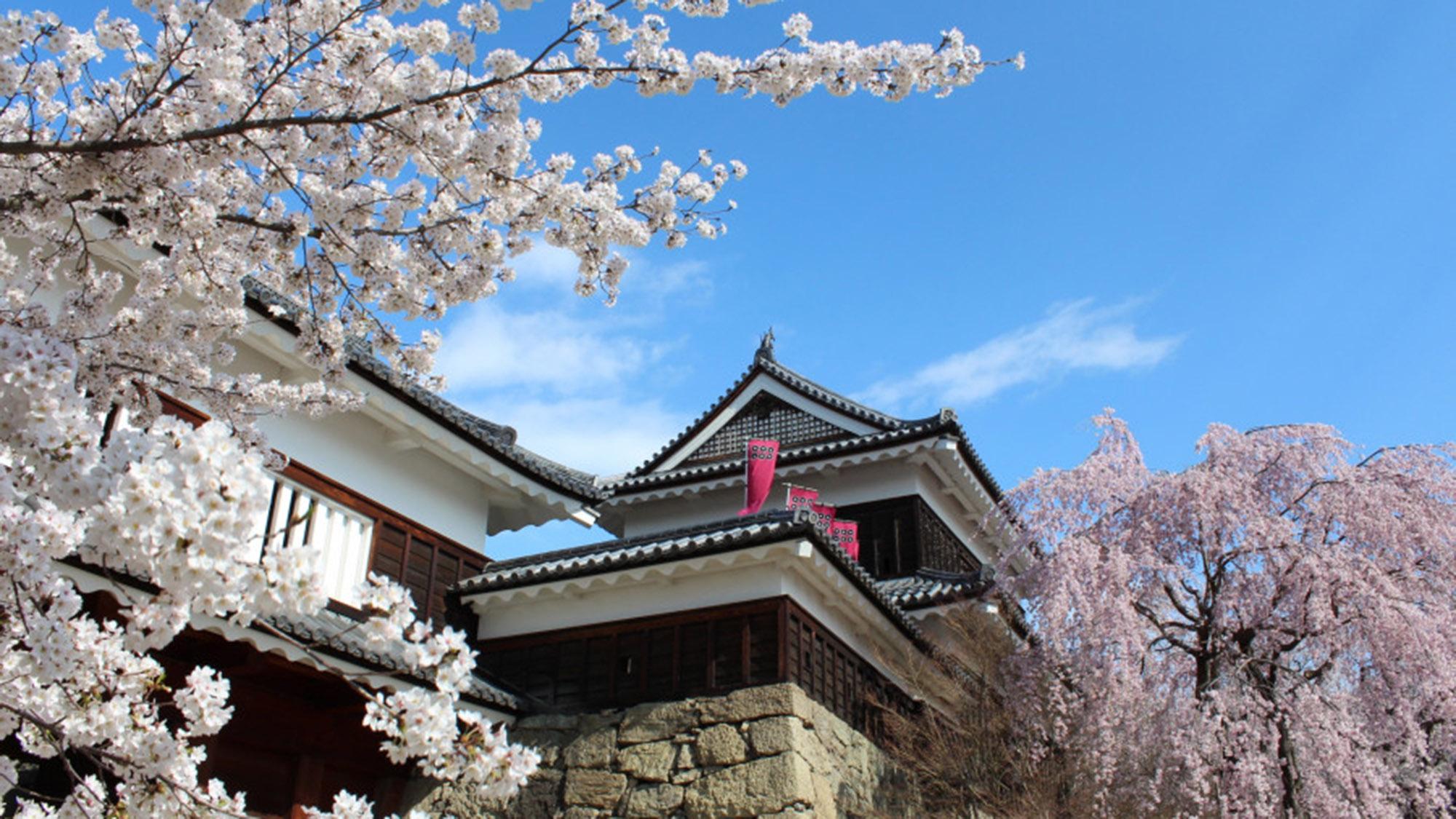 上田城跡公園の桜