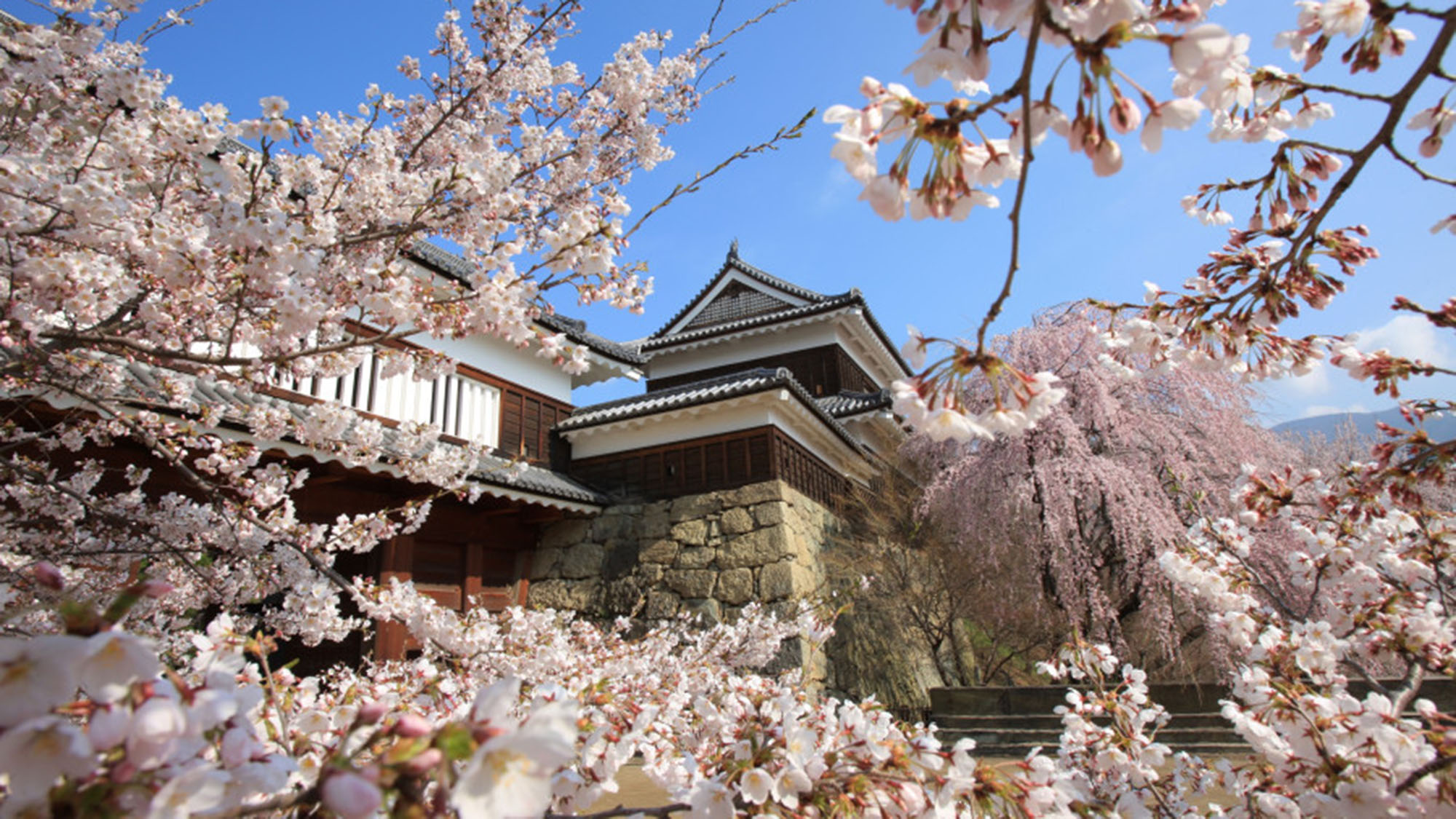 上田城跡公園の桜