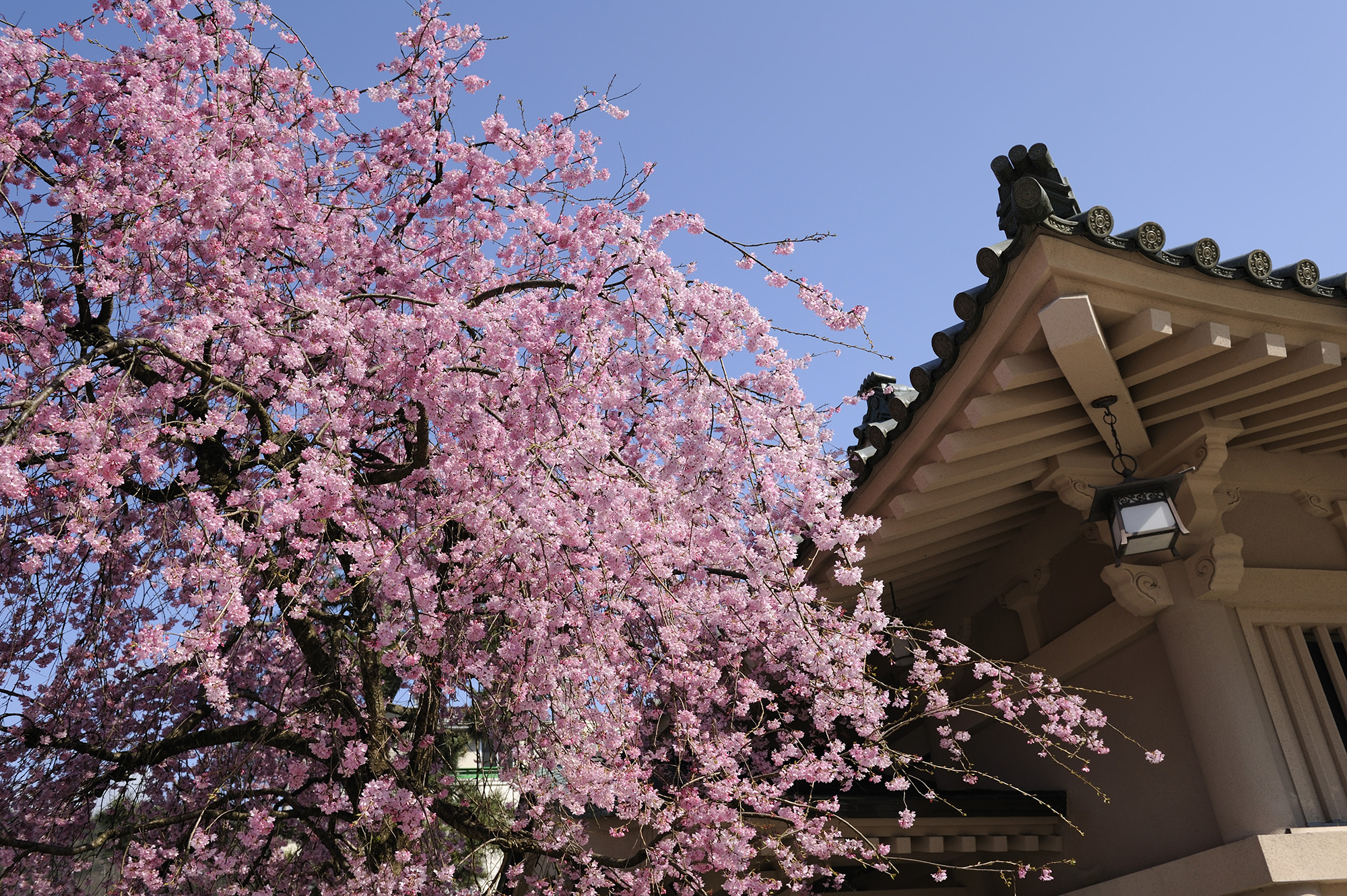 喜びの春、山中温泉も桜に彩られます