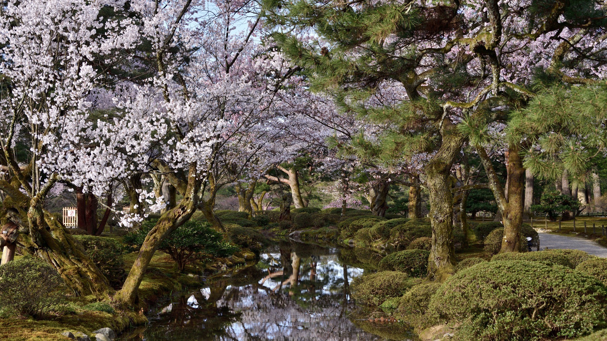 お花見の名所「兼六園」（当館から車で約60分）