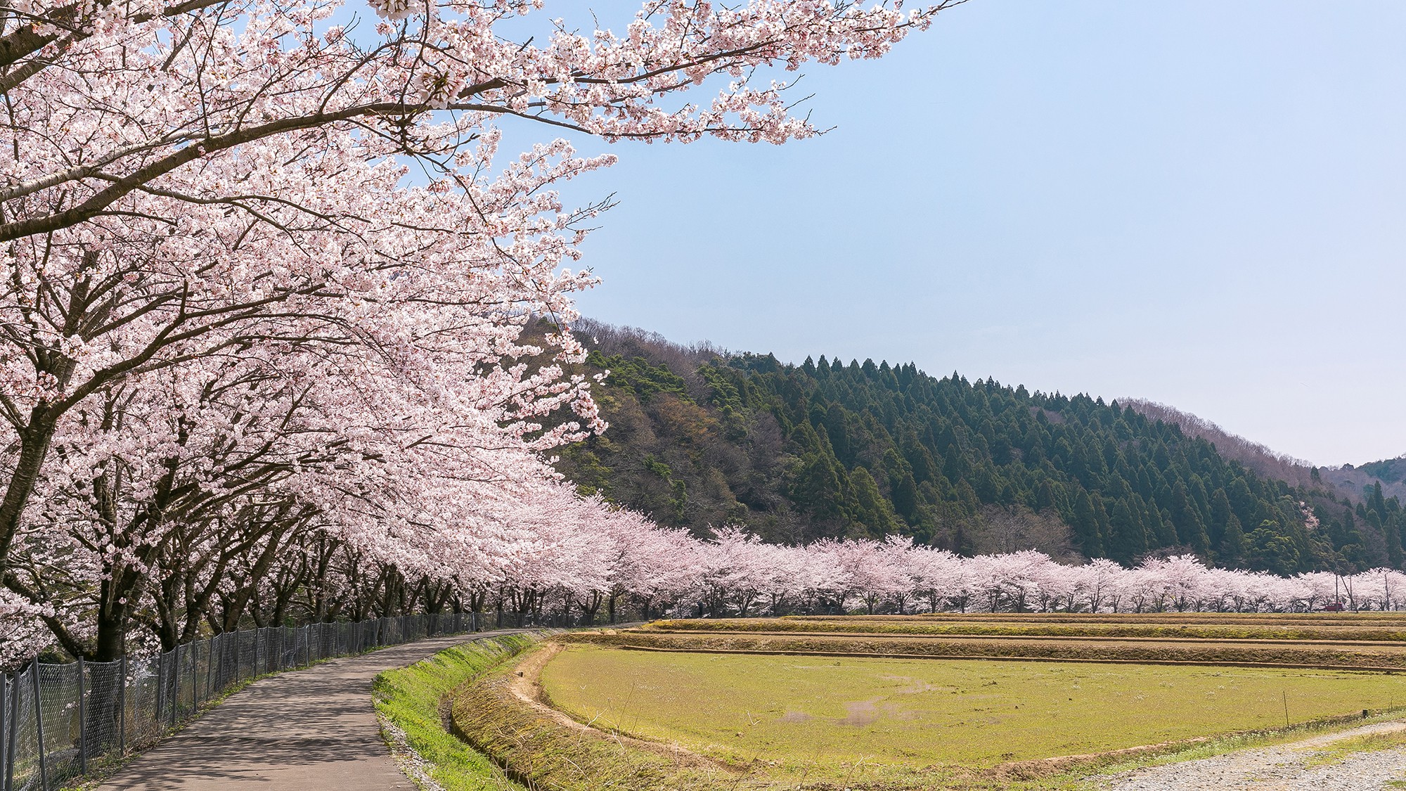 加賀のお花見スポット～勅使の桜並木（車で10分）