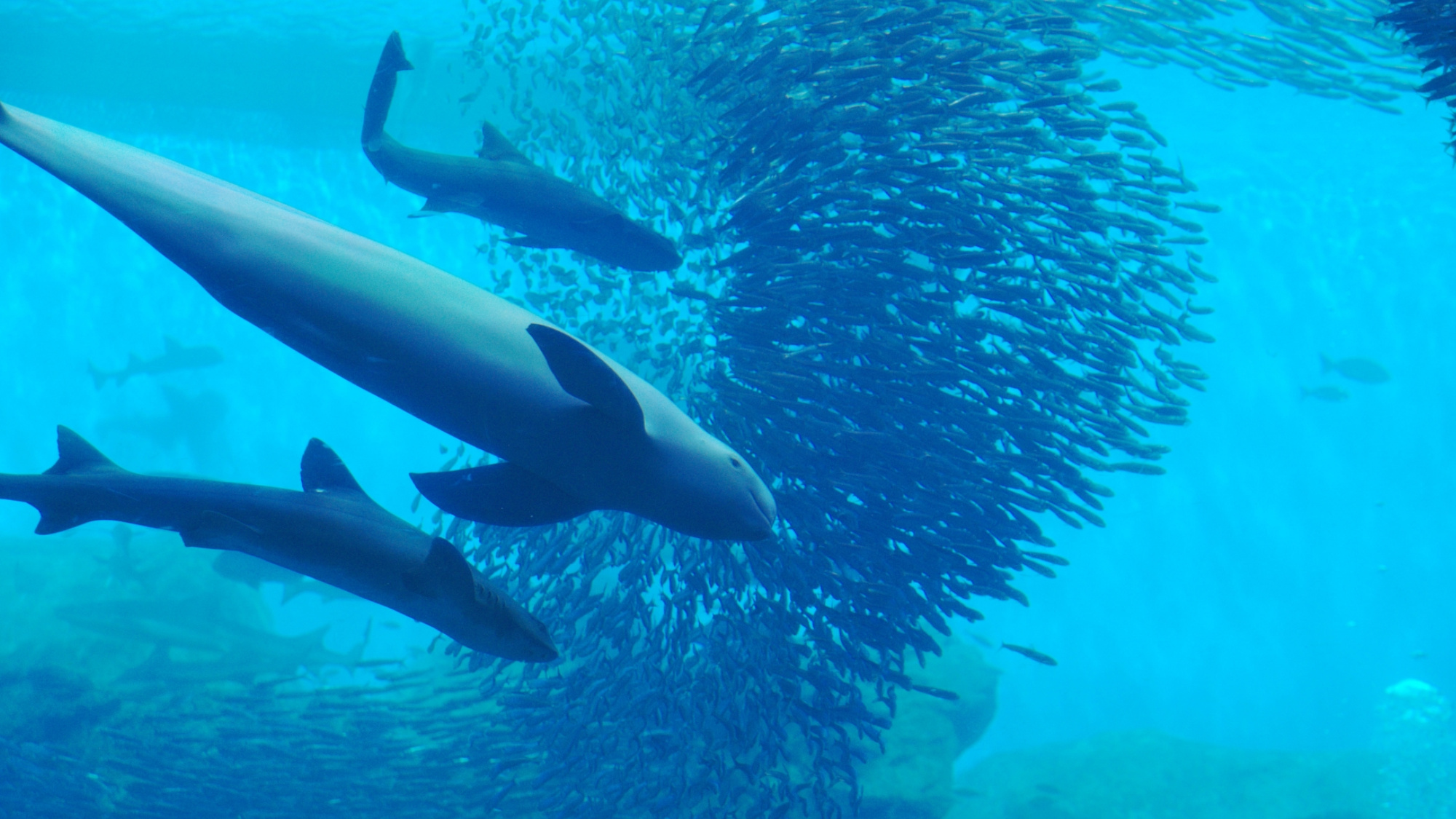 仙台うみの杜水族館