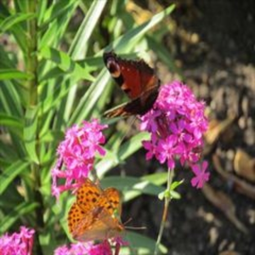 ガーデンの蝶