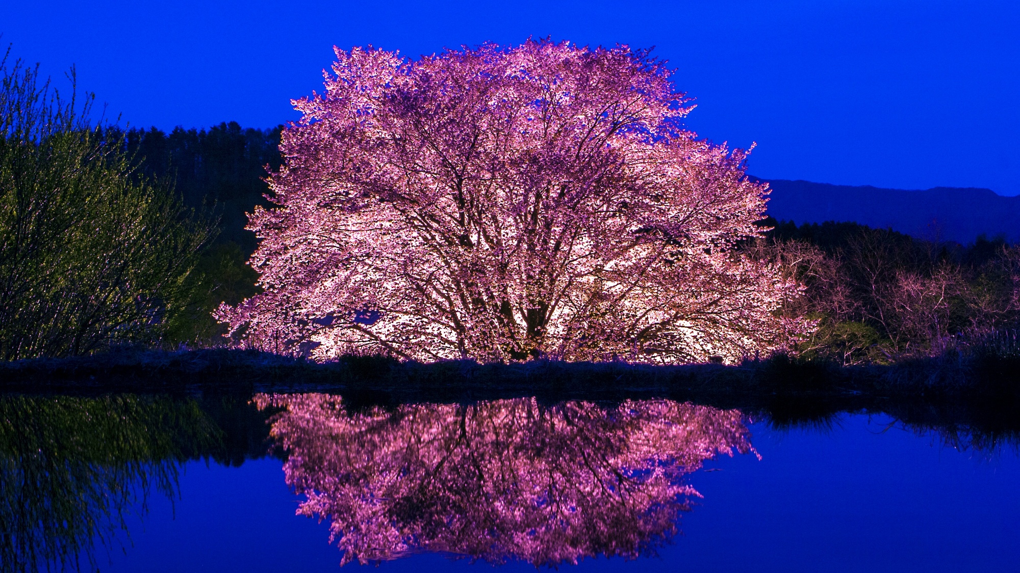 天王桜　ライトアップ