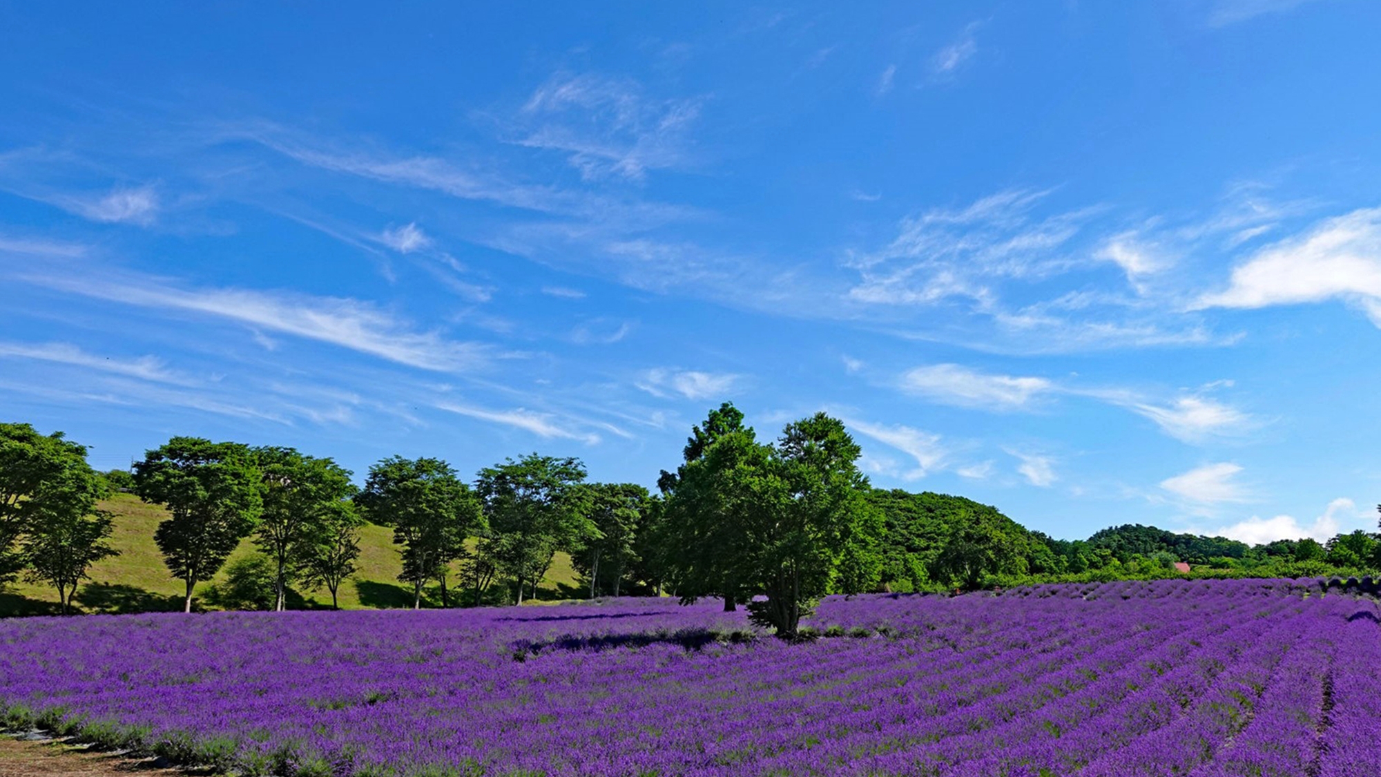 *Ark館ヶ森/ラベンダー畑