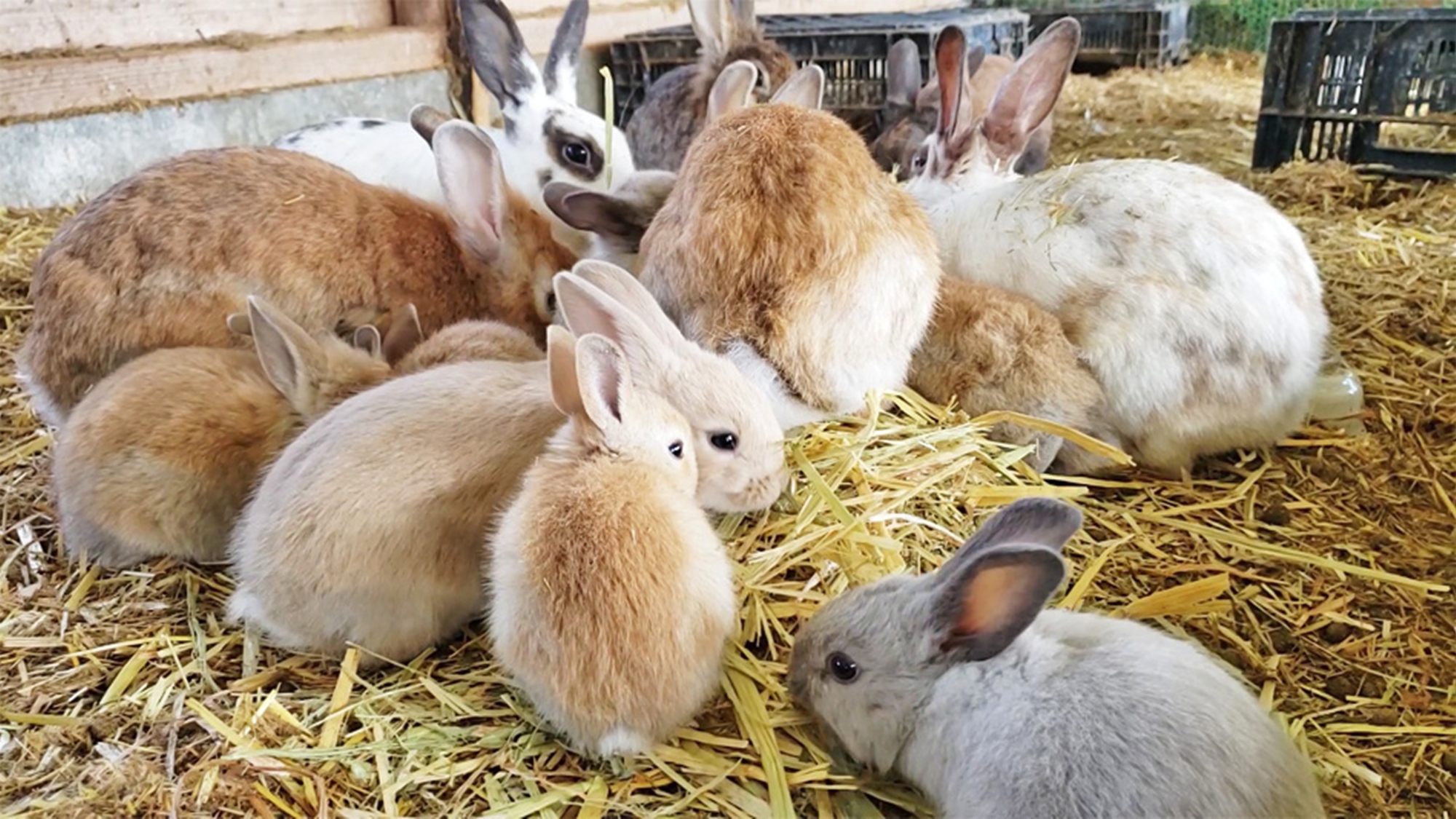 *Ark館ヶ森/うさぎや羊・ポニー等10種類以上の動物と触れ合えます